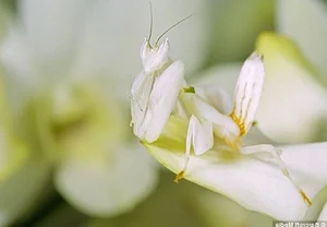 Mind-Blowing Facts About Nature's Most Notorious Predatory Insects - image 11