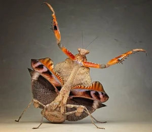 Mind-Blowing Facts About Nature's Most Notorious Predatory Insects - image 12