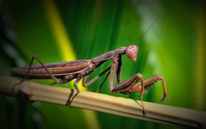 Mind-Blowing Facts About Nature's Most Notorious Predatory Insects - image 8