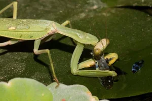 Mind-Blowing Facts About Nature's Most Notorious Predatory Insects - image 7