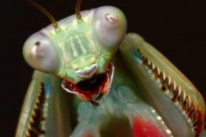 Mind-Blowing Facts About Nature's Most Notorious Predatory Insects - image 6