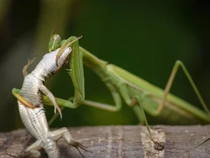 Mind-Blowing Facts About Nature's Most Notorious Predatory Insects - image 2