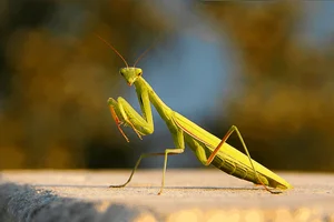 Mind-Blowing Facts About Nature's Most Notorious Predatory Insects - image 1