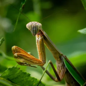 Mind-Blowing Facts About Nature's Most Notorious Predatory Insects - image 14