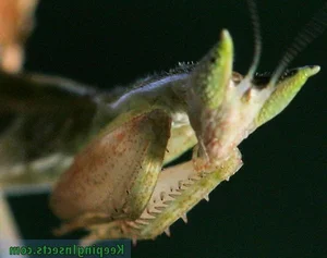 Mind-Blowing Facts About Nature's Most Notorious Predatory Insects - image 4