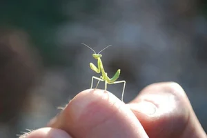Mind-Blowing Facts About Nature's Most Notorious Predatory Insects - image 10