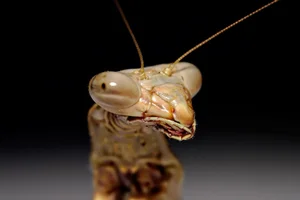 Mind-Blowing Facts About Nature's Most Notorious Predatory Insects - image 3