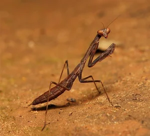 Mind-Blowing Facts About Nature's Most Notorious Predatory Insects - image 9