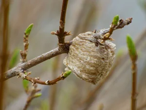 Mind-Blowing Facts About Nature's Most Notorious Predatory Insects - image 5