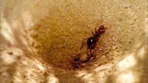 Top 10 Clever and Surprising Animal Hunting Strategies - image 3
