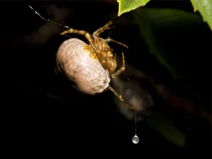 Top 10 Clever and Surprising Animal Hunting Strategies - image 2