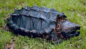 Top 10 Clever and Surprising Animal Hunting Strategies - image 14