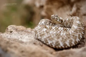 Top 10 Clever and Surprising Animal Hunting Strategies - image 11