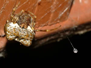 Top 10 Clever and Surprising Animal Hunting Strategies - image 7