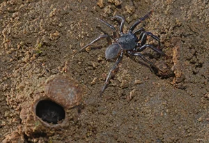 Top 10 Clever and Surprising Animal Hunting Strategies - image 12