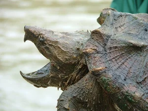 Top 10 Clever and Surprising Animal Hunting Strategies - image 13