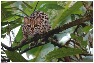 Top 10 Clever and Surprising Animal Hunting Strategies - image 4