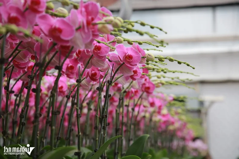 Expert Tips for Growing Orchids on Sandy Soil to Achieve Perfect Blooms