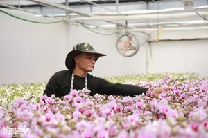 Expert Tips for Growing Orchids on Sandy Soil to Achieve Perfect Blooms - image 3