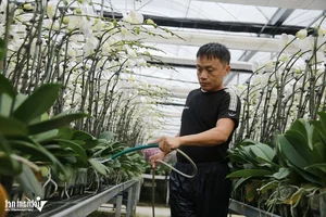 Expert Tips for Growing Orchids on Sandy Soil to Achieve Perfect Blooms - image 2