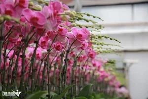 Expert Tips for Growing Orchids on Sandy Soil to Achieve Perfect Blooms - image 0