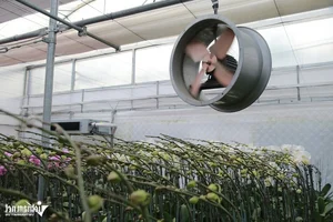 Expert Tips for Growing Orchids on Sandy Soil to Achieve Perfect Blooms - image 5
