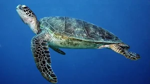 Endangered Green Sea Turtles Return to Con Dao for Second Nesting - image 5