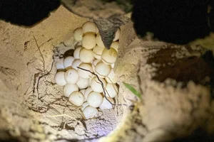 Endangered Green Sea Turtles Return to Con Dao for Second Nesting - image 2