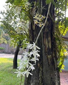Inside the 1,000-Square-Meter Estate of Thanh Thanh Hien - image 3