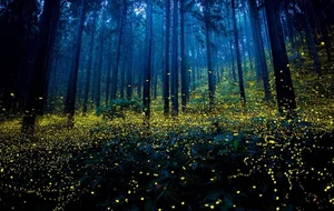 Essential Travel Advice for Visiting Cuc Phuong National Park - image 2