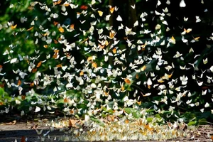 Essential Travel Advice for Visiting Cuc Phuong National Park - image 3