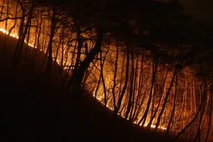 The Aftermath: Devastating Forest Fires Sweep Through South Korea - image 0