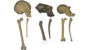 7-Million-Year-Old Femur Bone Discovery Rewrites Human Evolution History - image 1