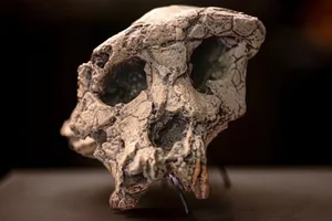 7-Million-Year-Old Femur Bone Discovery Rewrites Human Evolution History - image 2