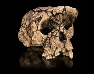 7-Million-Year-Old Femur Bone Discovery Rewrites Human Evolution History - image 3