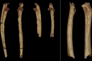 7-Million-Year-Old Femur Bone Discovery Rewrites Human Evolution History - image 7