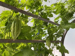 High-Tech Agricultural Models Ready for Global Transfer - image 3