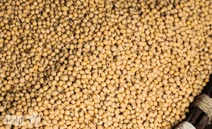 The Art of Tuong Ban: Vietnam’s Traditional Fermented Soybean Sauce from Yen Nhan Village - image 13