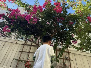 A Glimpse Into the Serene Garden of Late Singer Phi Nhung's US Home - image 5