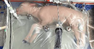 The Future of Medicine: World’s First Surrogacy Robot Expected in 2026 - image 0