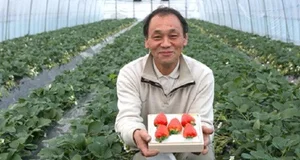 The Ultra-Luxury $300 Princess Strawberry: Why This Japanese Fruit Costs a Fortune - image 1