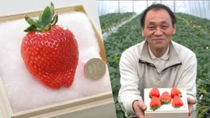 The Ultra-Luxury $300 Princess Strawberry: Why This Japanese Fruit Costs a Fortune - image 9