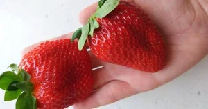The Ultra-Luxury $300 Princess Strawberry: Why This Japanese Fruit Costs a Fortune - image 8