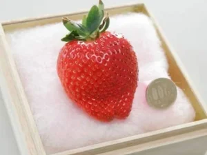 The Ultra-Luxury $300 Princess Strawberry: Why This Japanese Fruit Costs a Fortune - image 4