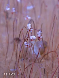 Deep Sea Discovery: Unique Marine Ecosystems Thriving on Chemicals - image 2