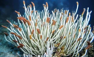 Deep Sea Discovery: Unique Marine Ecosystems Thriving on Chemicals - image 0