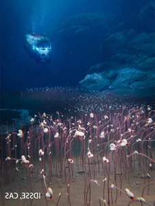 Deep Sea Discovery: Unique Marine Ecosystems Thriving on Chemicals - image 7