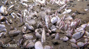Deep Sea Discovery: Unique Marine Ecosystems Thriving on Chemicals - image 5