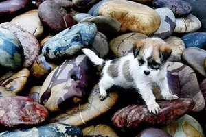 The Village of 'Heaven-Sent Wealth': Where Pebbles Turn into Billions - image 8