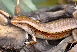 Exploring the Exotic Flavors of the Mekong Delta's Four-Legged Snake - image 5